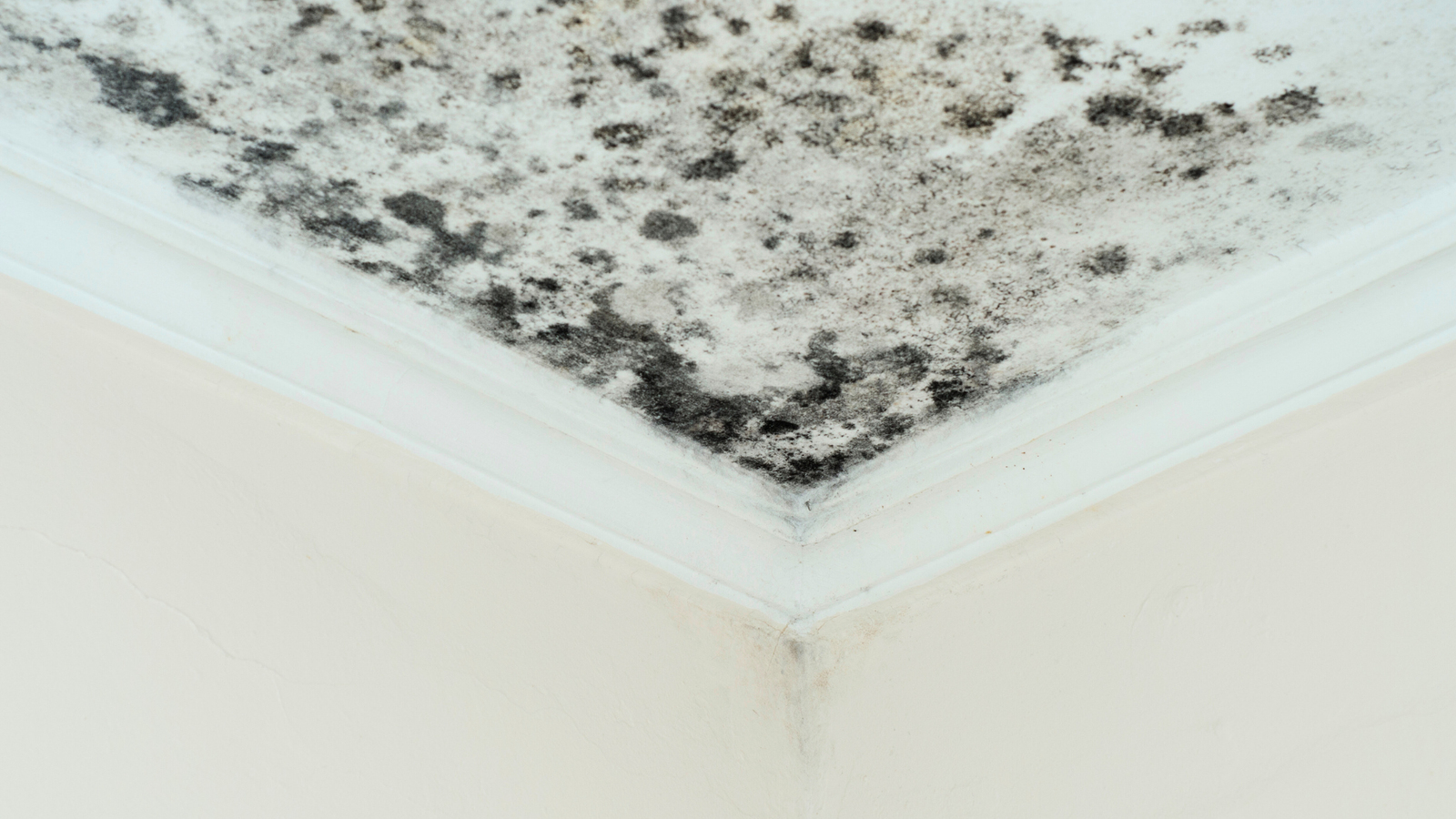 Black Mold Black Mold