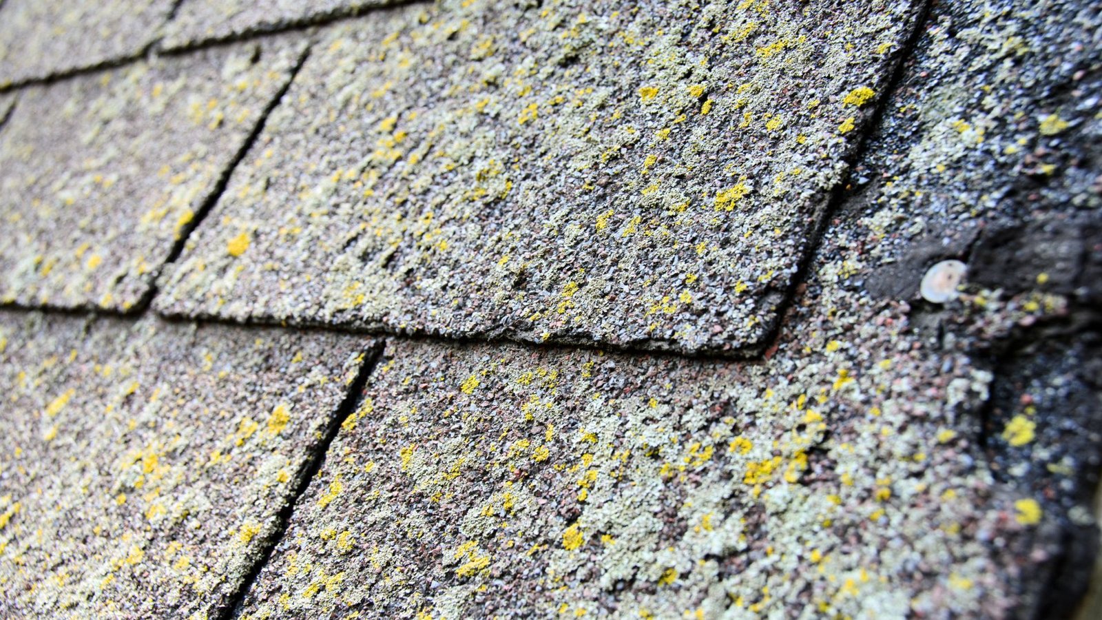 Old Shingles Old Shingles
